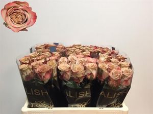 ROSE CAPPUCCINO KENIA 50